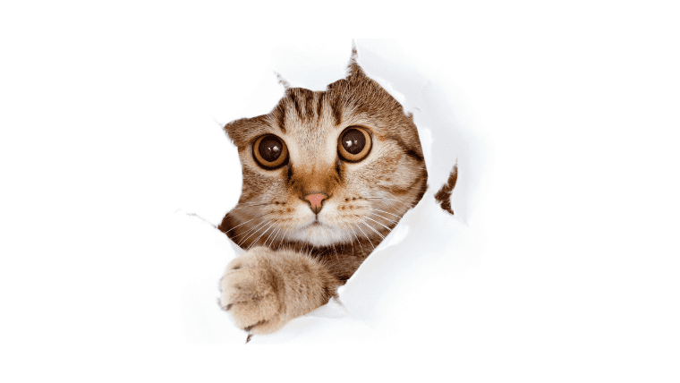 「猫」を意味する韓国語「고양이コヤンイ」発音や鳴き声も紹介