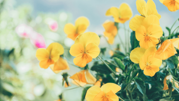 「花」を意味する韓国語「꽃コッ」を徹底解説