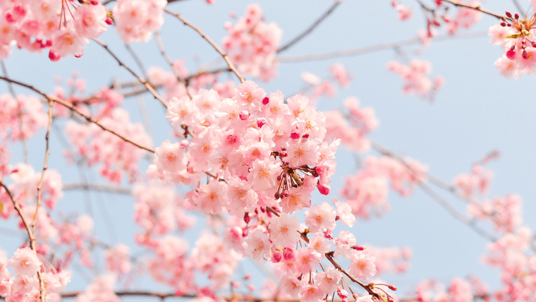 韓国の季節「春(3月・4月・5月)」